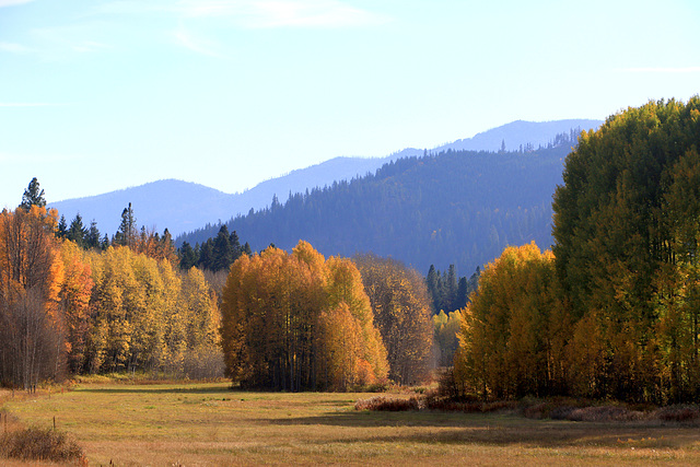 Autumn Color