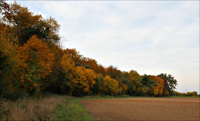 Feld- und Wald