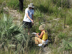 DSC04932 - Helen na p.2 de butiá Butia catarinensis, Arecaceae