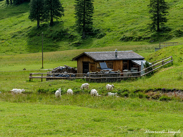 Alp im Sämtiser Tal