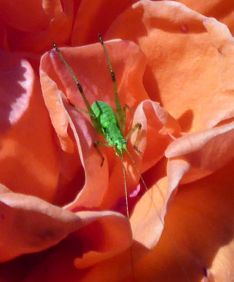 Sichelschrecke in einer Rosenblüte