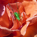 Sichelschrecke in einer Rosenblüte