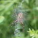 Wespenspinne (Argiope bruennichi)