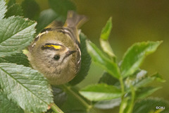 The Goldcrest family are back! about six weeks later than last year - wonder what's kept them?