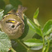 The Goldcrest family are back! about six weeks later than last year - wonder what's kept them?