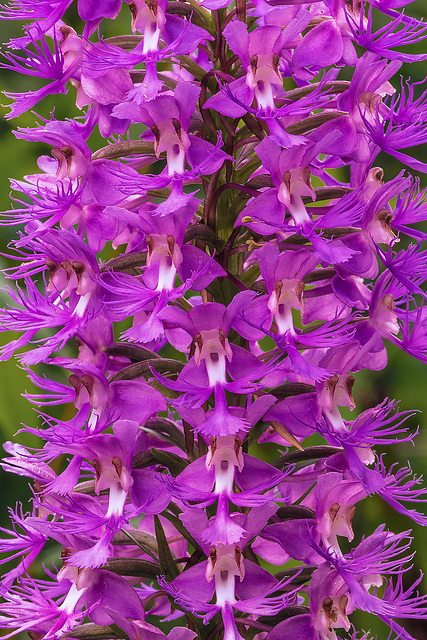 Platanthera shriveri (Shriver's Frilly orchid)