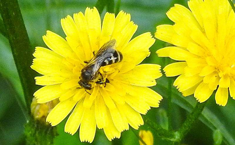 20200621 8624CPw [D~LIP] Habichtskraut (Hieracium lachenalii), Insekt, Bad Salzuflen