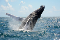 Dominican Republic, The Humpback Whale in Samana Bay