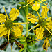 20220923 1803CPw [D~LIP] Wein-Raute (Ruta graveolens), UWZ, Bad Salzuflen