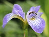 Northern Blue Flag Iris