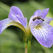 Northern Blue Flag Iris