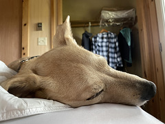 Desi resting for the next adventure