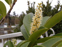 Laurier palme ou cerise au port de Lyvet (22)