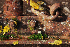 Lichen sur une ancienne machine agricole