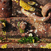 Lichen sur une ancienne machine agricole