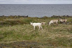 Auf Varanger: zwischen Syltefjord und Berlevåg