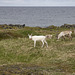 Auf Varanger: zwischen Syltefjord und Berlevåg Auf Varanger: zwischen Syltefjord und Berlevåg