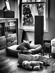 Dog on rainy day Dog on rainy day