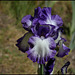 Iris Rococo