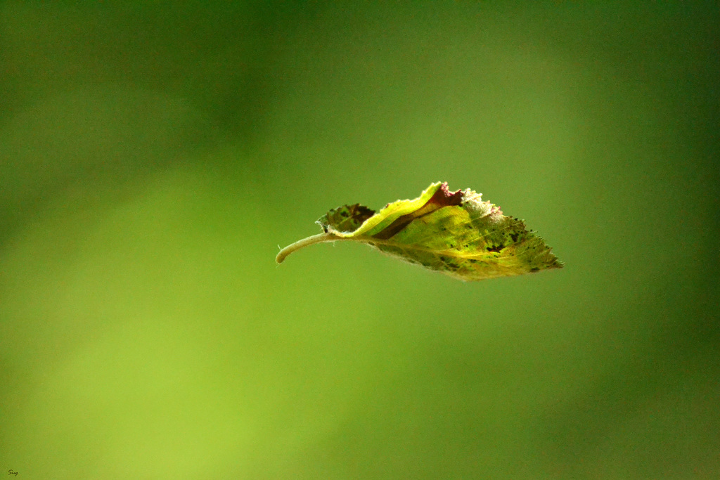 Free fall