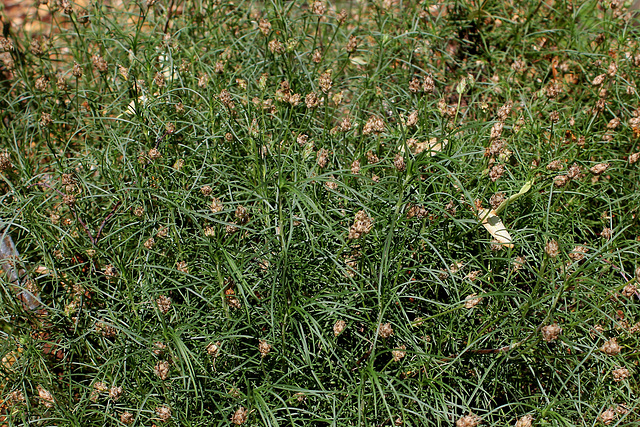 Plantago cynops