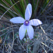 caladenia deformis