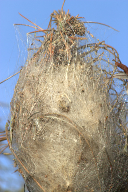 nid de chenilles
