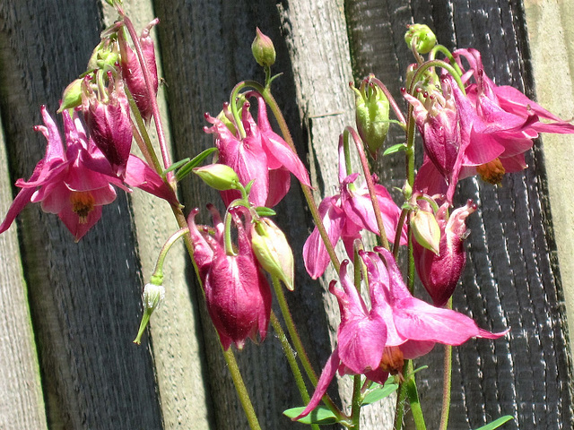 Lovely deep pink aqualegia