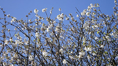 More of the cherry tree and its blossom