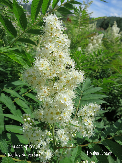 Fausse spirée à feuilles de sorbier