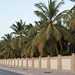 Palm Trees In Salalah