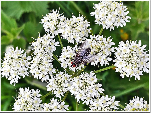 Tapis de fleurs blanches pour drôle de petite bestiole aux yeux rouges...