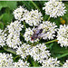 Tapis de fleurs blanches pour drôle de petite bestiole aux yeux rouges...