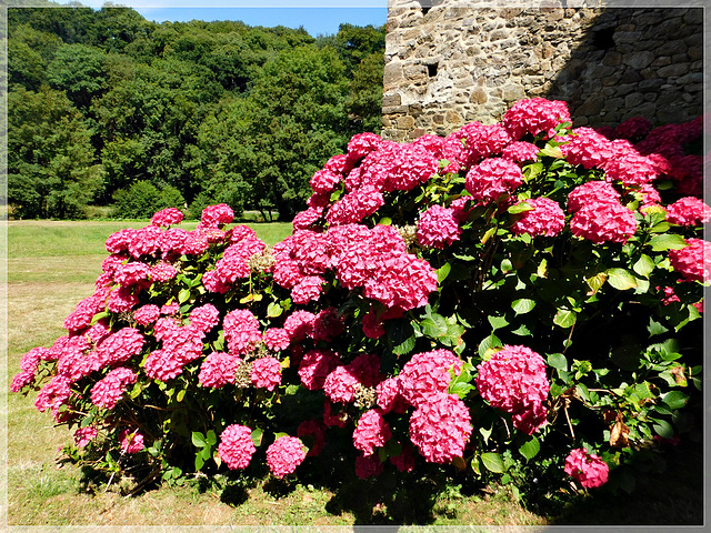 l'abbaye de Léhon (22) côté jardin