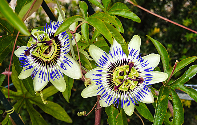 20220923 1805CPw [D~LIP] Passiondblume (Passiflora caerulea), UWZ, Bad Salzuflen