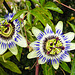 20220923 1805CPw [D~LIP] Passiondblume (Passiflora caerulea), UWZ, Bad Salzuflen