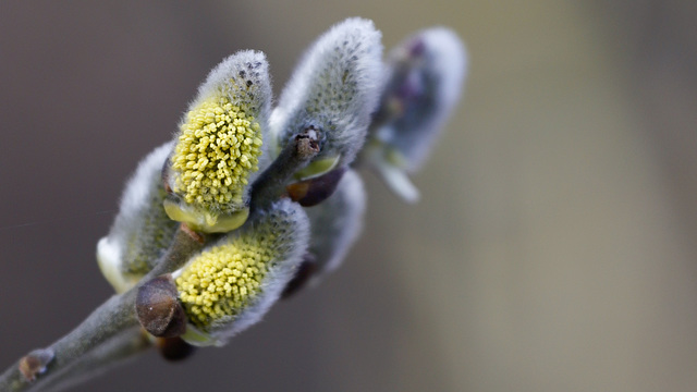 Saule, démarrage des chatons (étamines des fleurs♂︎)