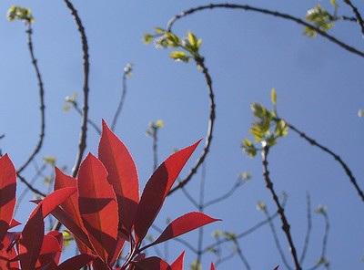 Feuille rouge ciel bleu