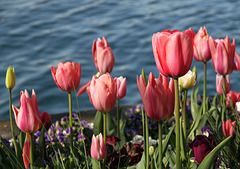 Tulpen am Bodensee