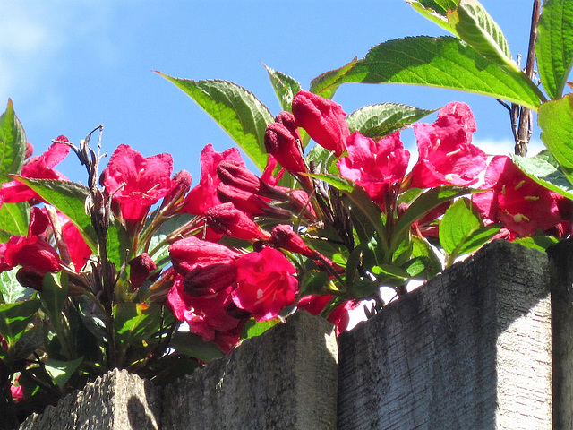 Gorgeous deep pinky red flowers peek over the fence