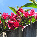 Gorgeous deep pinky red flowers peek over the fence