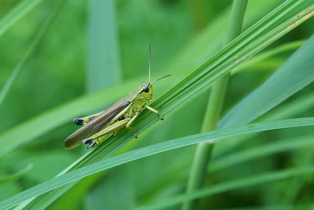 Grashüpfer (Gomphocerinae)