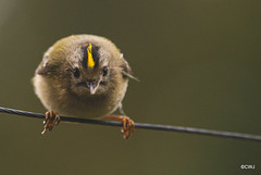 The Goldcrest family are back! about six weeks later than last year - wonder what's kept them?