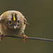 The Goldcrest family are back! about six weeks later than last year - wonder what's kept them?