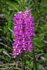 Platanthera shriveri (Shriver's Frilly orchid)