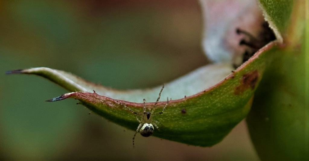 Insie Winsie Spider!