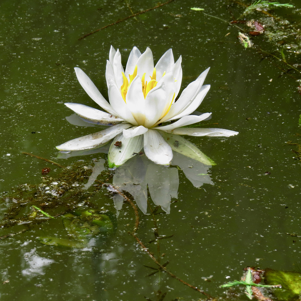 Water lily on Bluff Lake