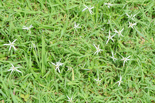 Honduras, Copan Ruinas, Grass and Humble Flowers on the Lawn