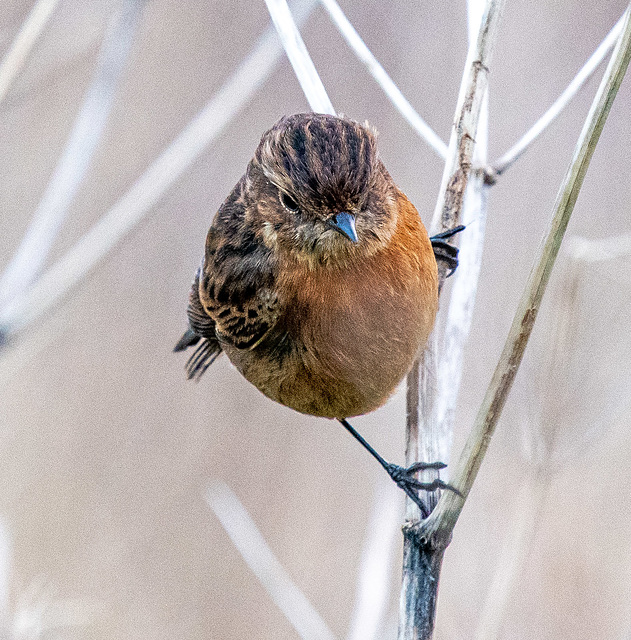 Stonechat