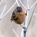 Stonechat